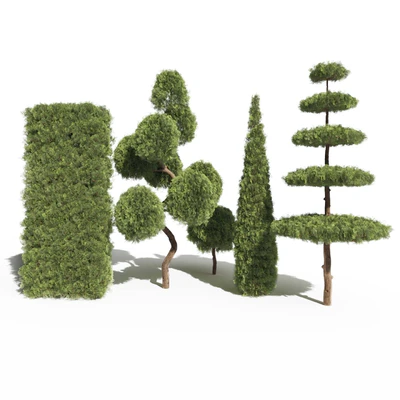 Туя №2 (Thuja #2) — Вид 1