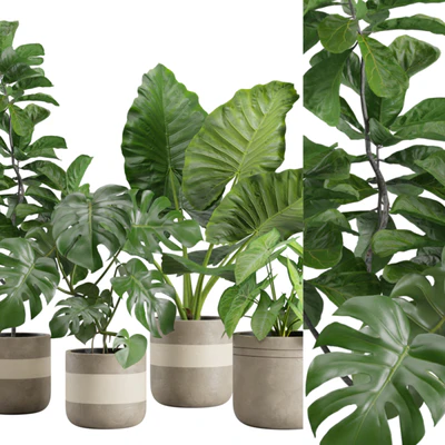Indoor Plants Pack 21 — Вид 7