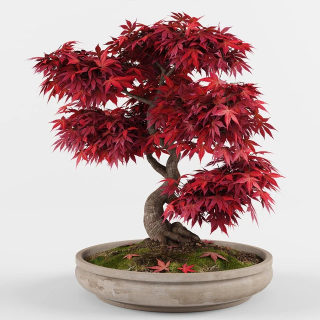 Bonsai Japanese Maple decorative tree — Скачать