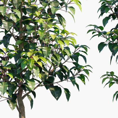 Plant in pots #60 : House plants — Вид 2