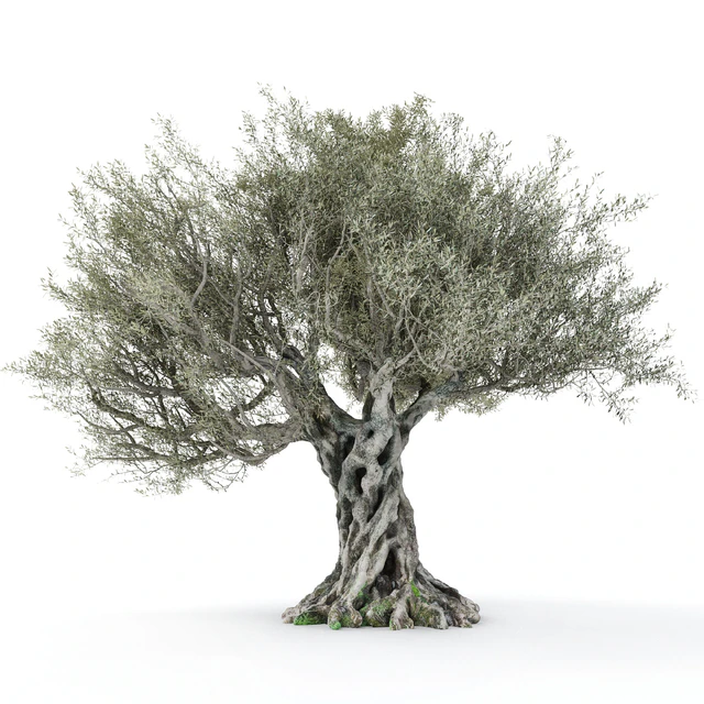 Olive tree 2 — Descargar