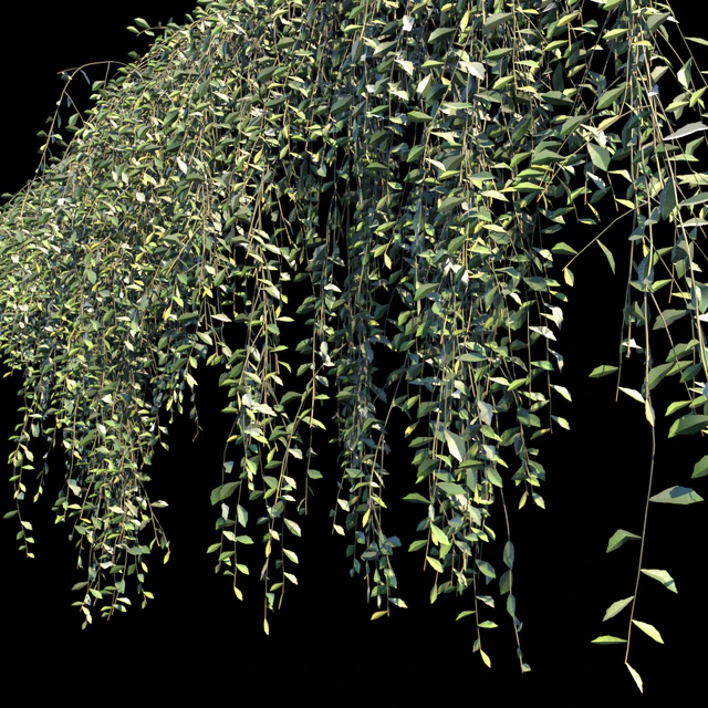 Vernonia Elliptica | Curtain creeper | 10 module — Descargar