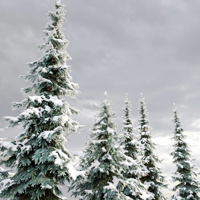 Abies pindrow-winter-02 — Descargar