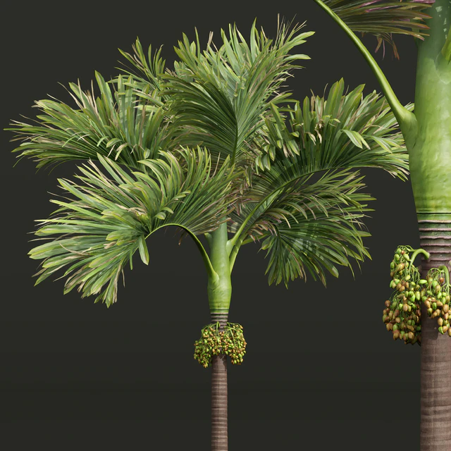 Acoelorrhaphe Wrightii and Borassus Flabellifer and Areca Catechu Decorative Garden Fruit — Descargar