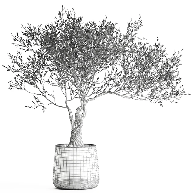 A small olive tree in a rusty metal pot and flowerpot.  969. — Descargar