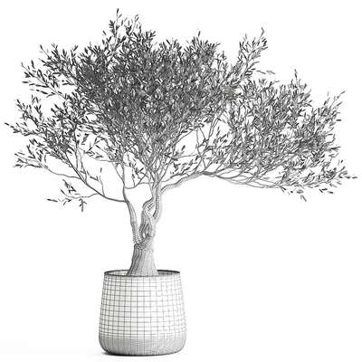 A small olive tree in a rusty metal pot and flowerpot.  969. — Ver 7