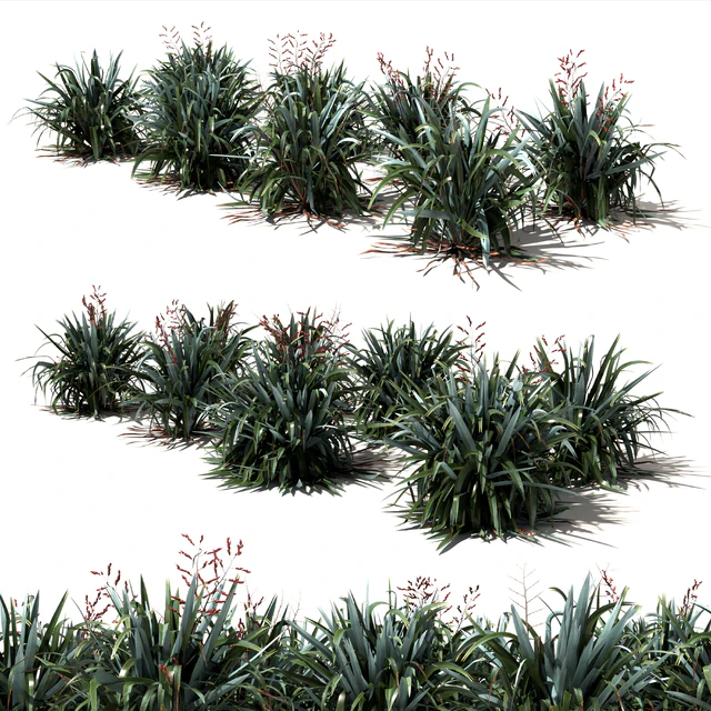 New Zealand Flax - Phormium tenax — Скачать