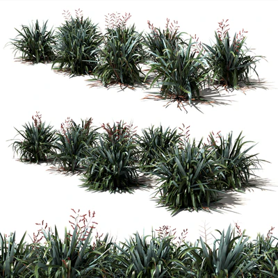 New Zealand Flax - Phormium tenax — Вид 1