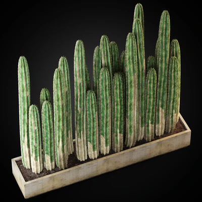 Plants collection 266 — Вид 3