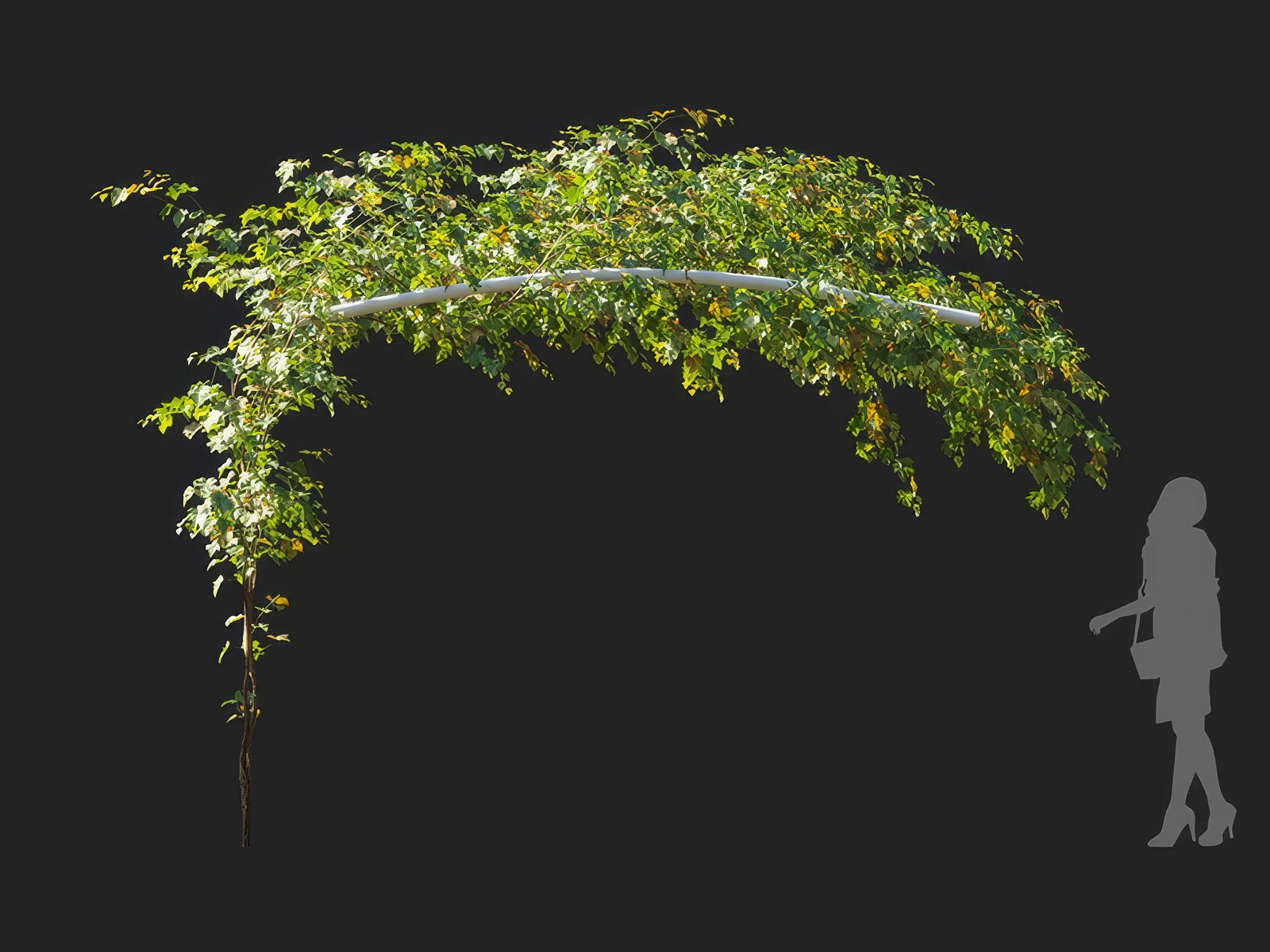 vitis vinifera 002 — Скачать