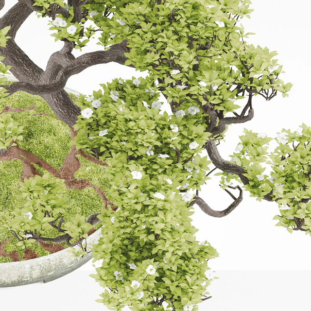 Bonsai — Descargar
