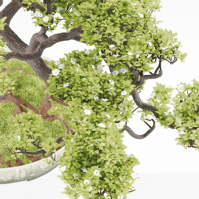 Bonsai — Ver 2