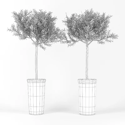 Olive Tree — Вид 2