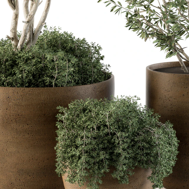 Outdoor Plants Olive - Set 79 — Descargar