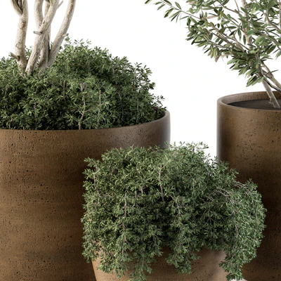 Outdoor Plants Olive - Set 79 — Ver 5