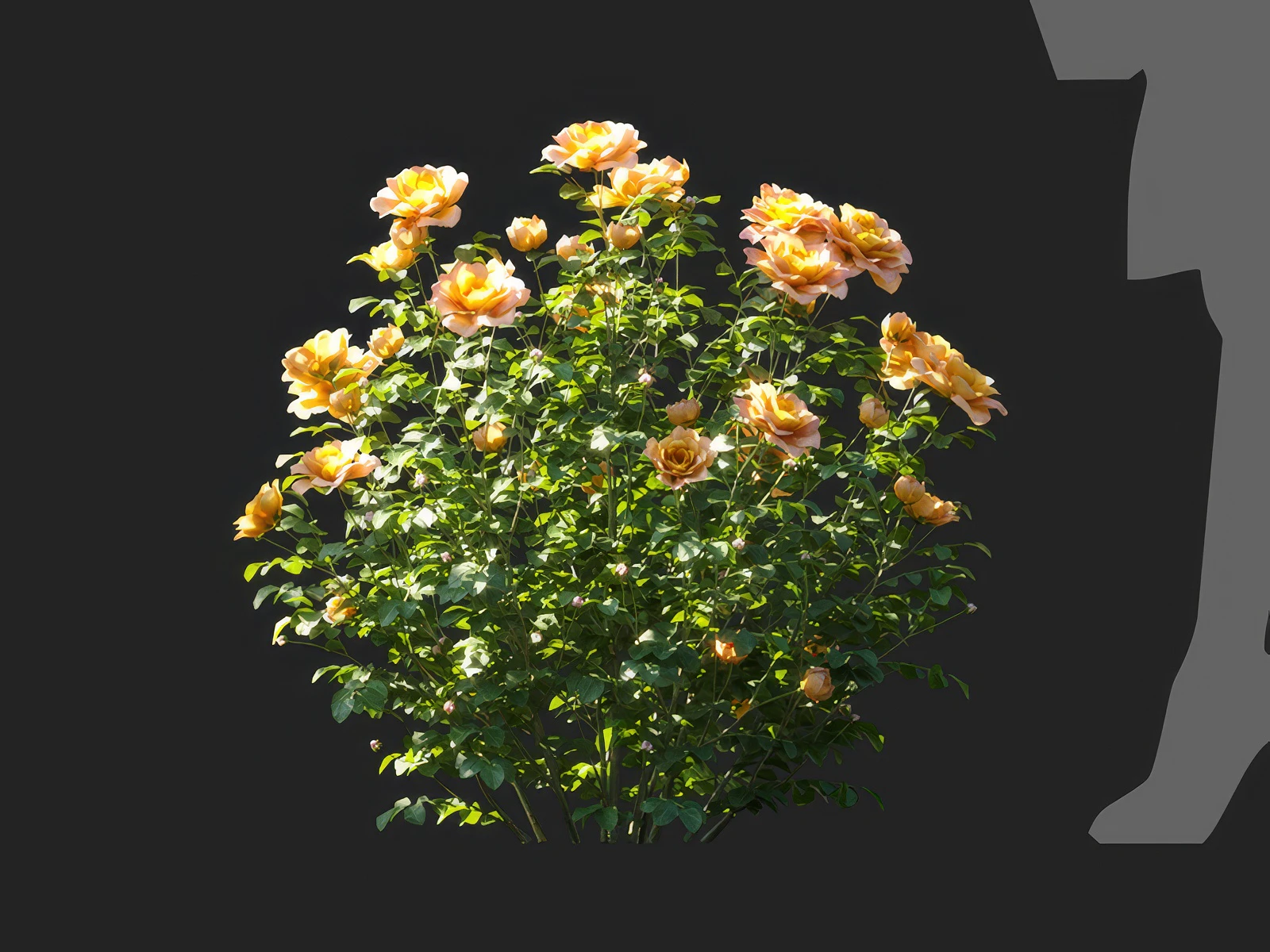 champagne rosa 006 — Descargar