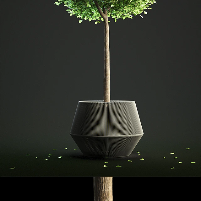 Buxus Sempervirens in Pot — Скачать