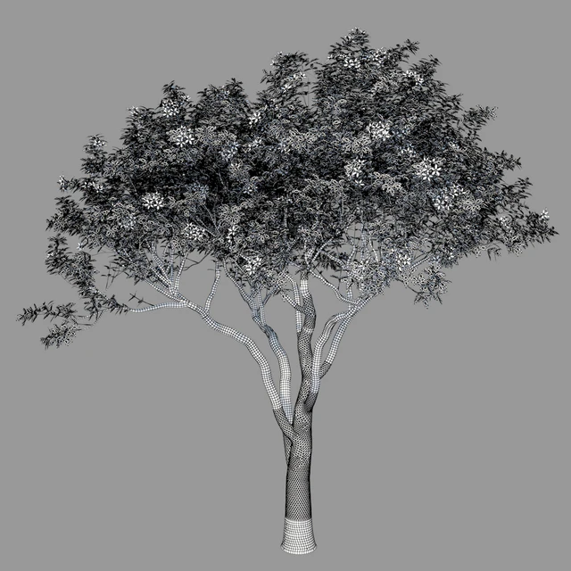 Magnolia Tree — Скачать
