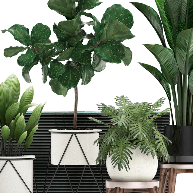 A collection of plants in modern white pots on legs with a small tree Ficus lirata, Philodendron, banana. Set 460.s — Download
