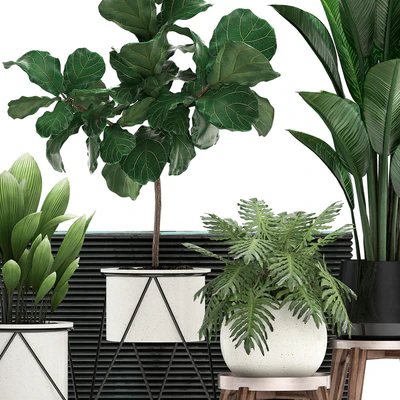 A collection of plants in modern white pots on legs with a small tree Ficus lirata, Philodendron, banana. Set 460.s — View 5