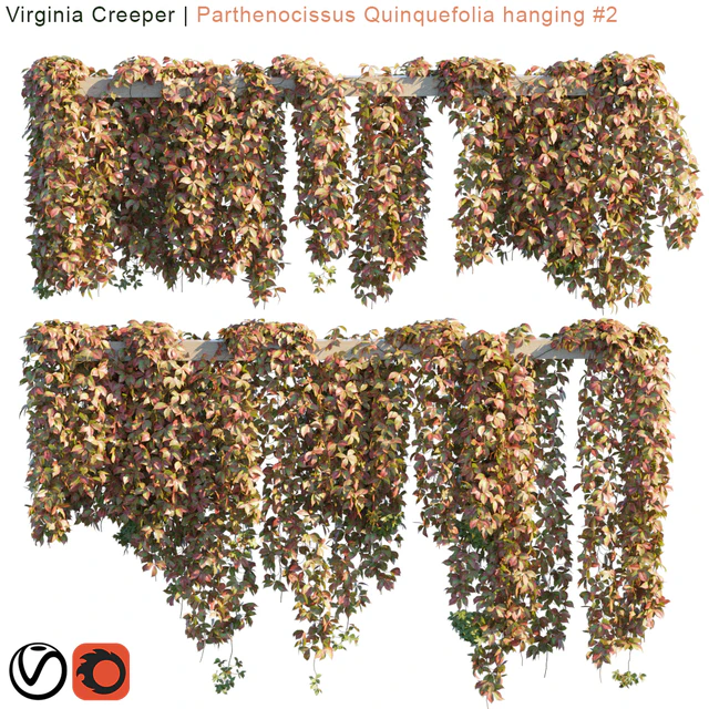 Virginia Creeper | Parthenocissus Quinquefolia hanging # 2 | 10 module — Descargar