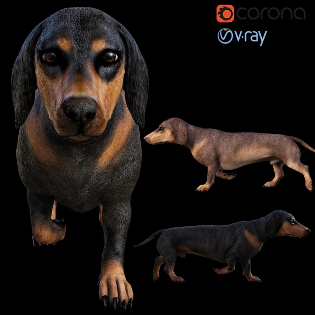Dog Dachshund — Скачать