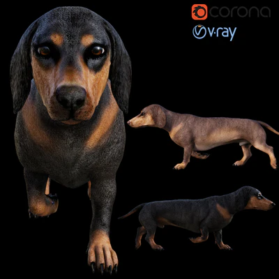 Dog Dachshund — Вид 1