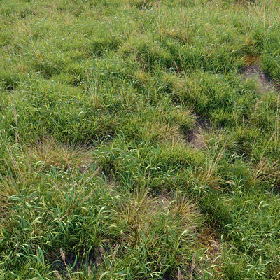 Meadow 09 — Вид 1