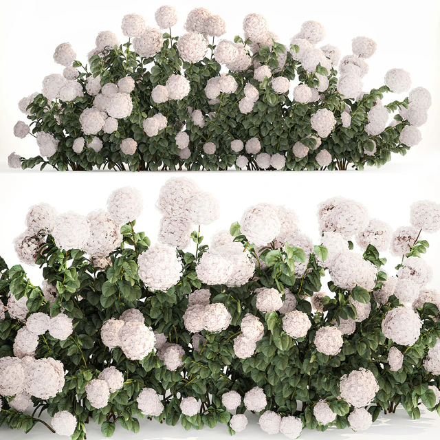 Beautiful bush white hydrangea with flowers for the garden, hedge. Plant set 1185 — Descargar