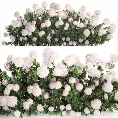 Beautiful bush white hydrangea with flowers for the garden, hedge. Plant set 1185 — Ver 1