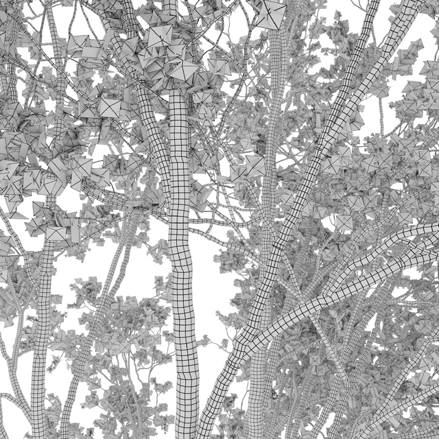 Prunus sargentii — Скачать