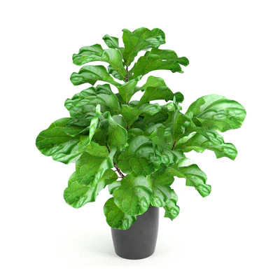 Ficus Lyrata — Ver 3