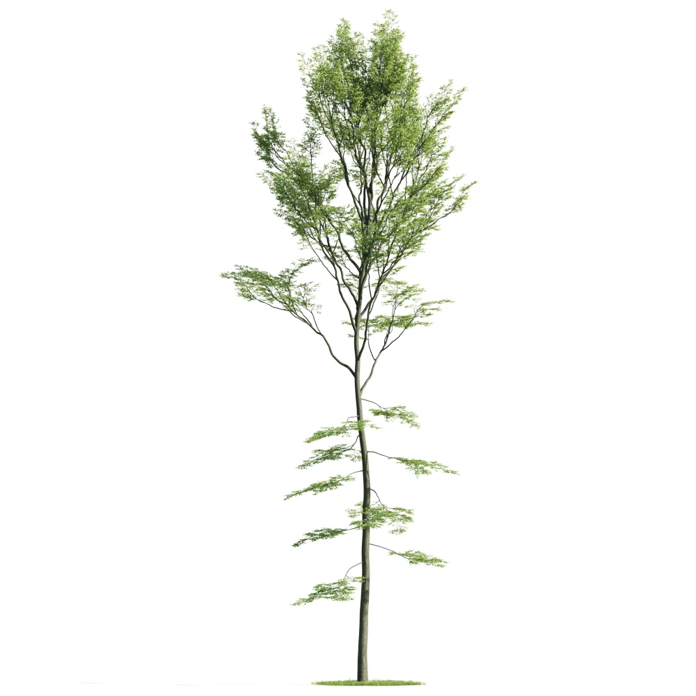 trees 036 — Descargar