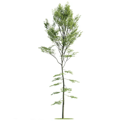 trees 036 — Descargar