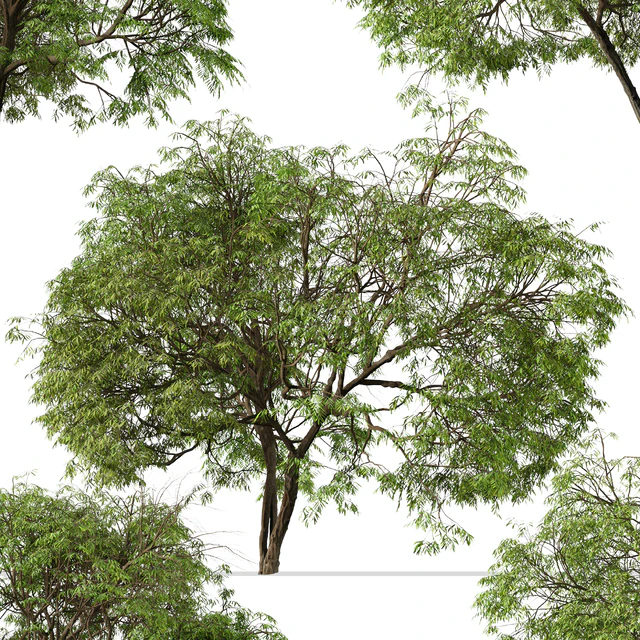 Set of Brazilian Pepper Tree ( Schinus terebinthifolia ) (2 Trees) — Скачать