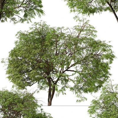 Set of Brazilian Pepper Tree ( Schinus terebinthifolia ) (2 Trees) — Вид 5