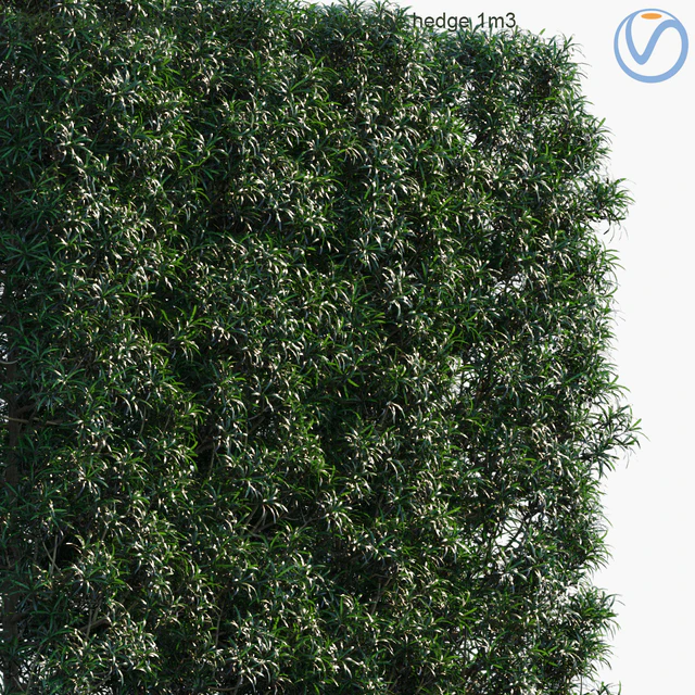 Podocarpus macrophyllus | Yew plum pine hedge 1m3 — Descargar