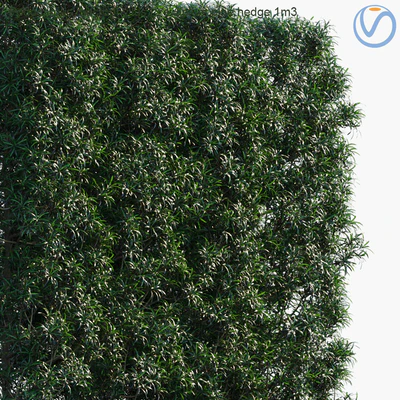 Podocarpus macrophyllus | Yew plum pine hedge 1m3 — Ver 2