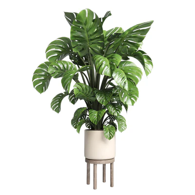 Indoor plant 89 wood vase pot plant monstera — Вид 1