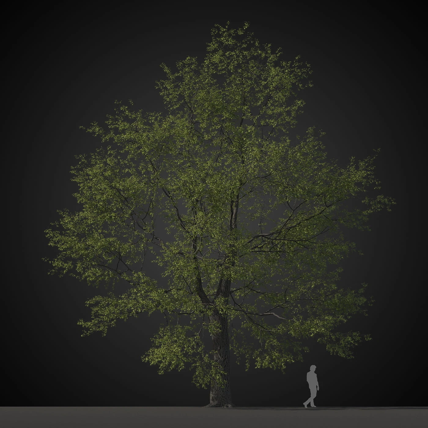 trees 036 — Descargar