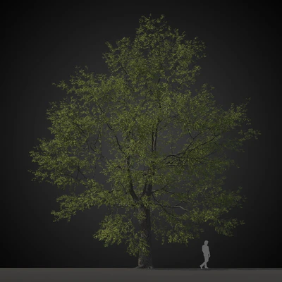 trees 036 — Descargar