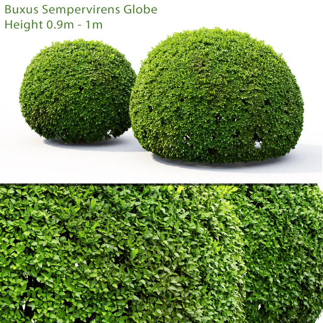 Buxus — Скачать