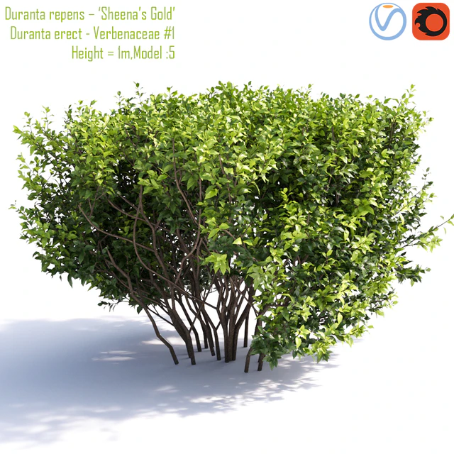 Duranta repens - 'Sheena's Gold'- Duranta erect # 1 — Descargar