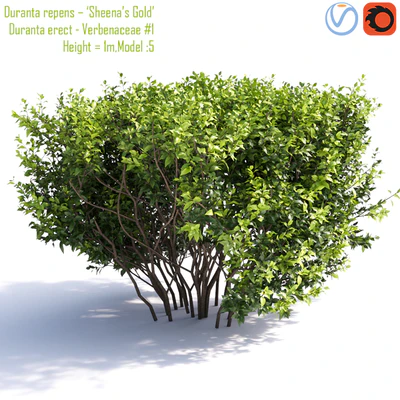 Duranta repens - 'Sheena's Gold'- Duranta erect # 1 — Ver 2