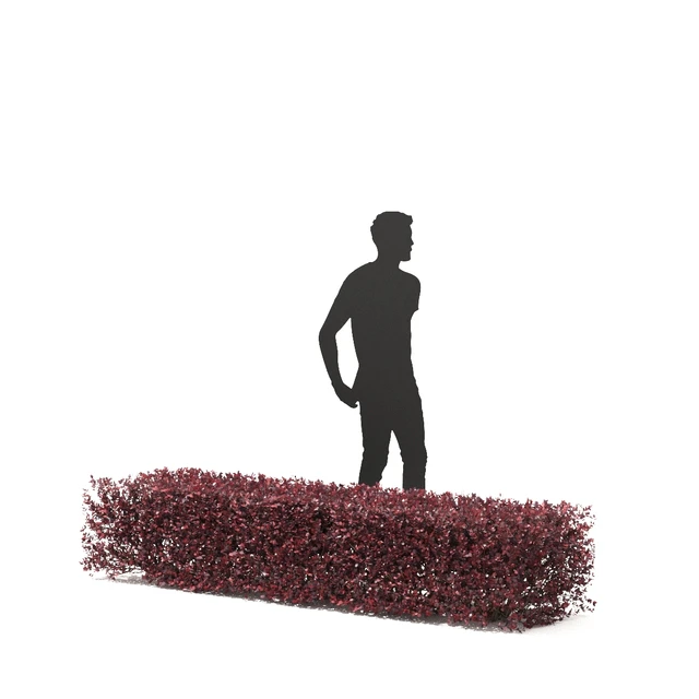 Thunberg Barberry Hedgerow | Berberis thunbergii hedge 2 — Descargar