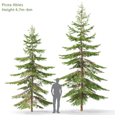 Spruce — Вид 1