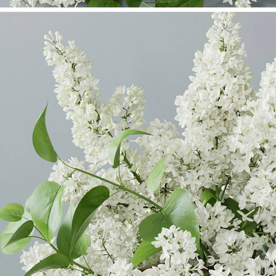 Сирень — Вид 3