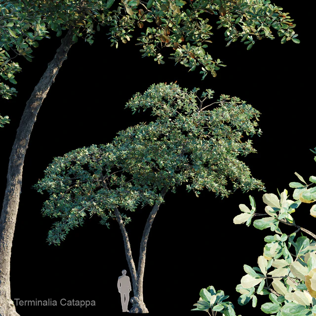 Terminalia Catappa Var4 — Descargar