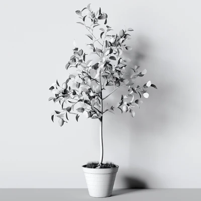 Plant 003 — Вид 2