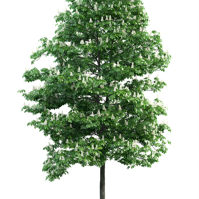Chestnut 3 — Descargar